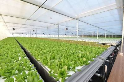 年產(chǎn)19茬蔬菜的工廠到底有多“恐怖”？全面揭秘京東植物工廠
